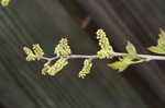 Fragrant sumac